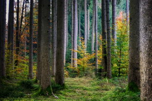 森林生态系统介绍怎么写好